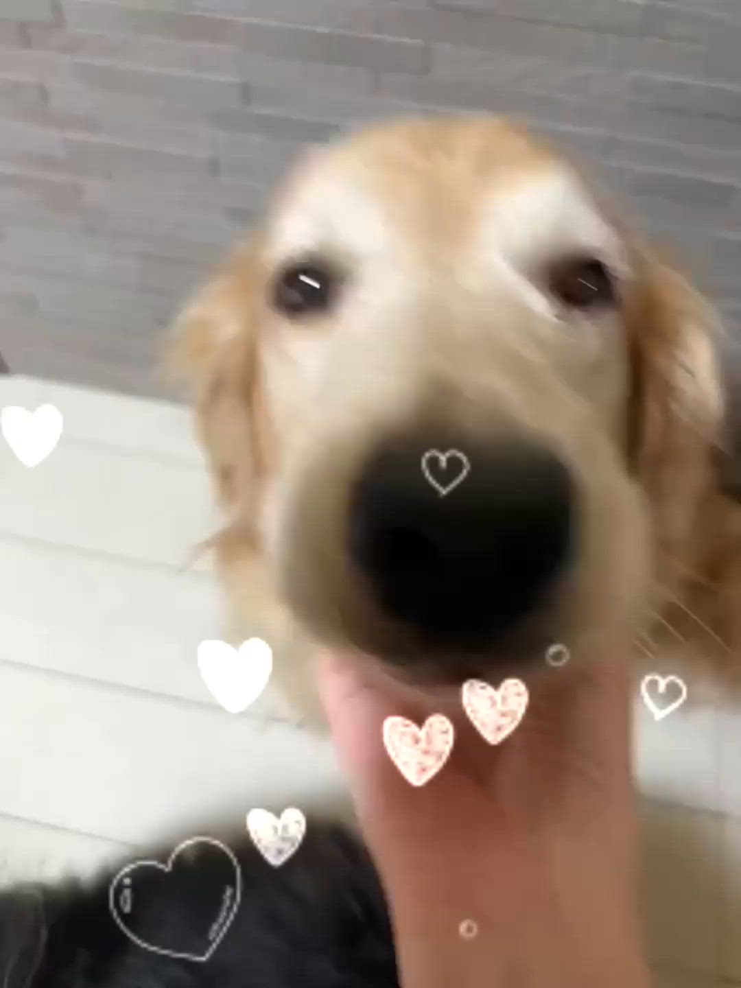 うちの子♡