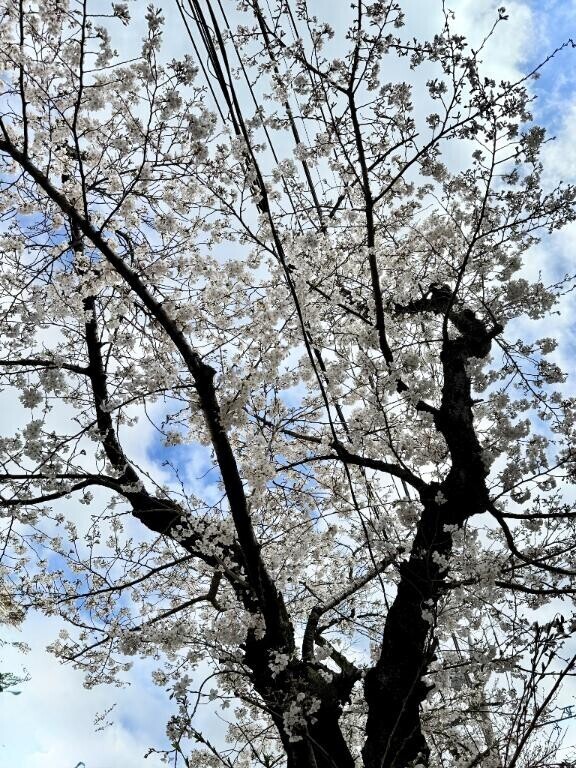 満開？