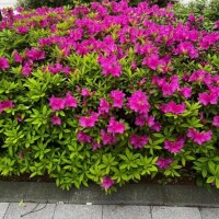 あこ
