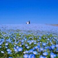 あこ