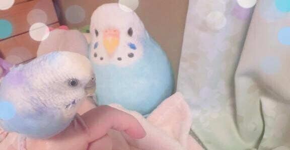 出勤予定です