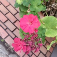 かおり