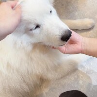 にあ奥様