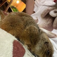 にあ奥様