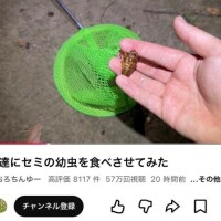 せみちり