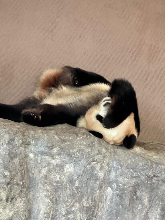 ２枠のみ?