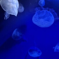 ?7.15  8名のお兄様?
