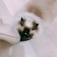 可愛いにゃんにゃん?