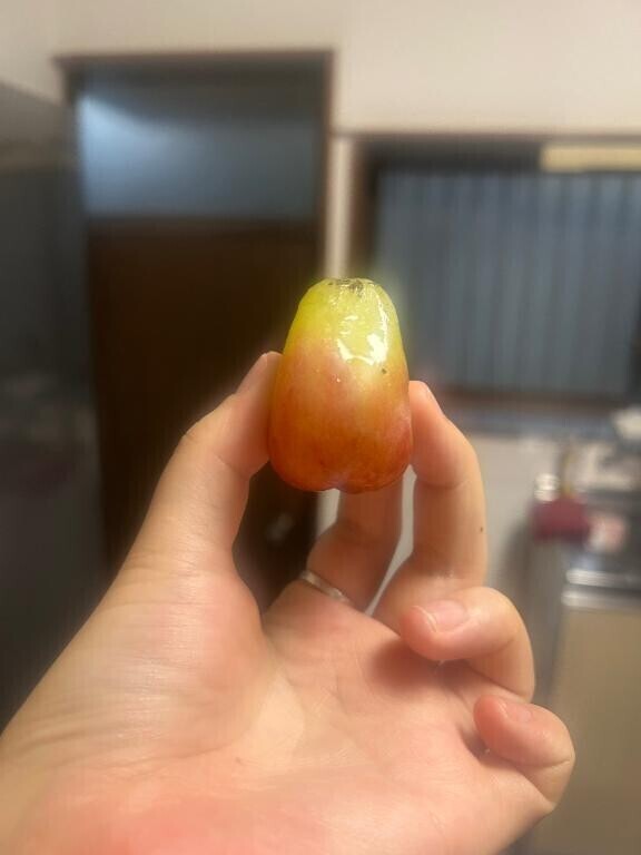 きんたまぶどう?