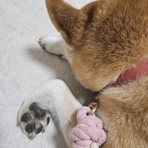 うちの○○／／……♡