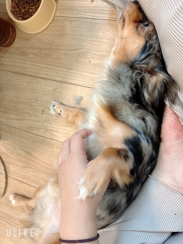 妹の