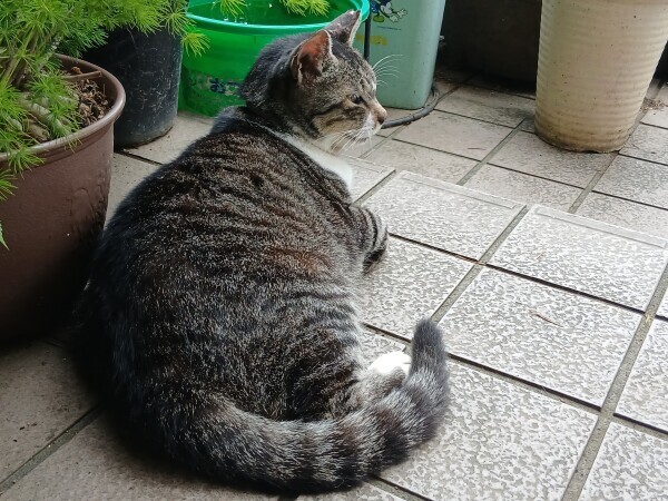 にゃんにゃん(ฅ'ω'ฅ)