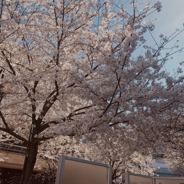 春の陽気🌸
