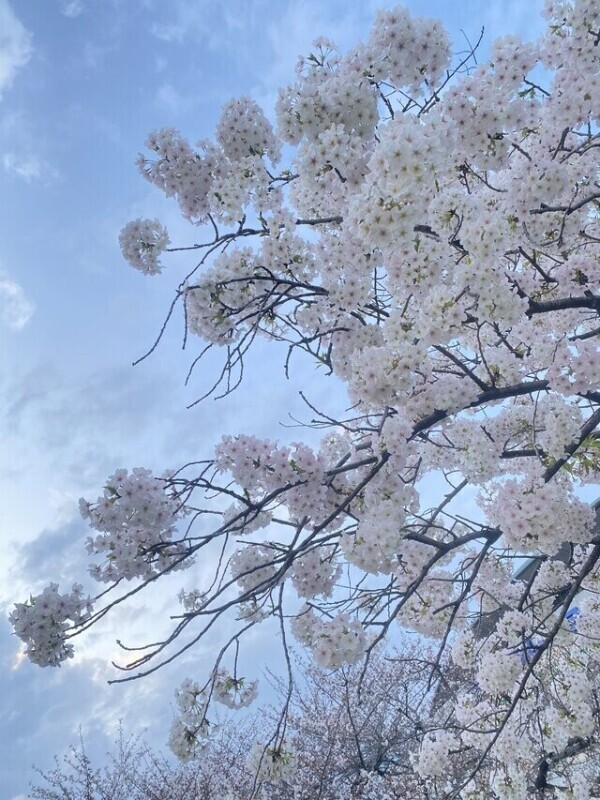 🌸1000🌸
