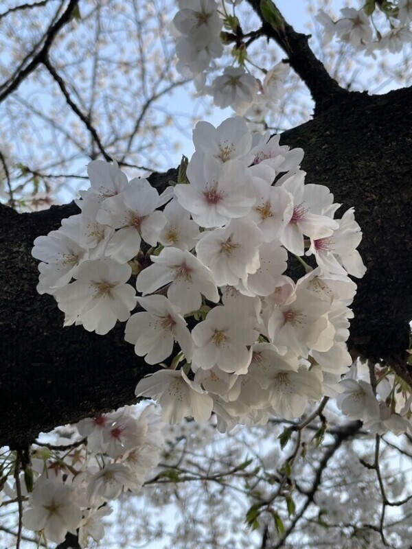 春🌸