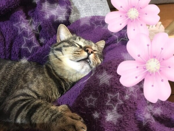 ✿めい✿申し訳ない