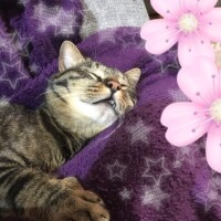 めい