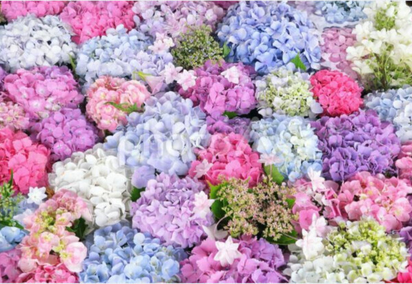 お礼♡写指 Cplus F様♡