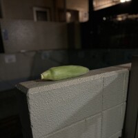 にとり