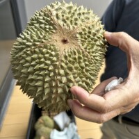 まどか