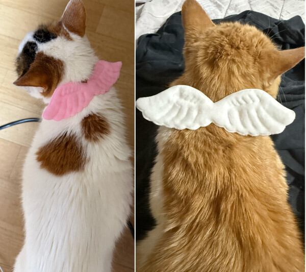 8月に