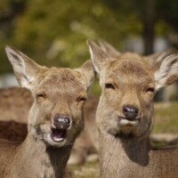 なお