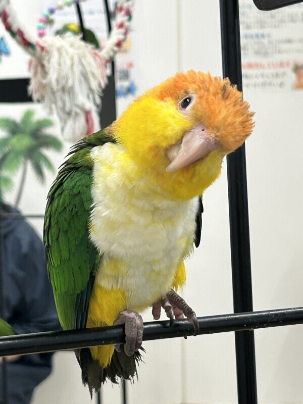 とろける視線の午後