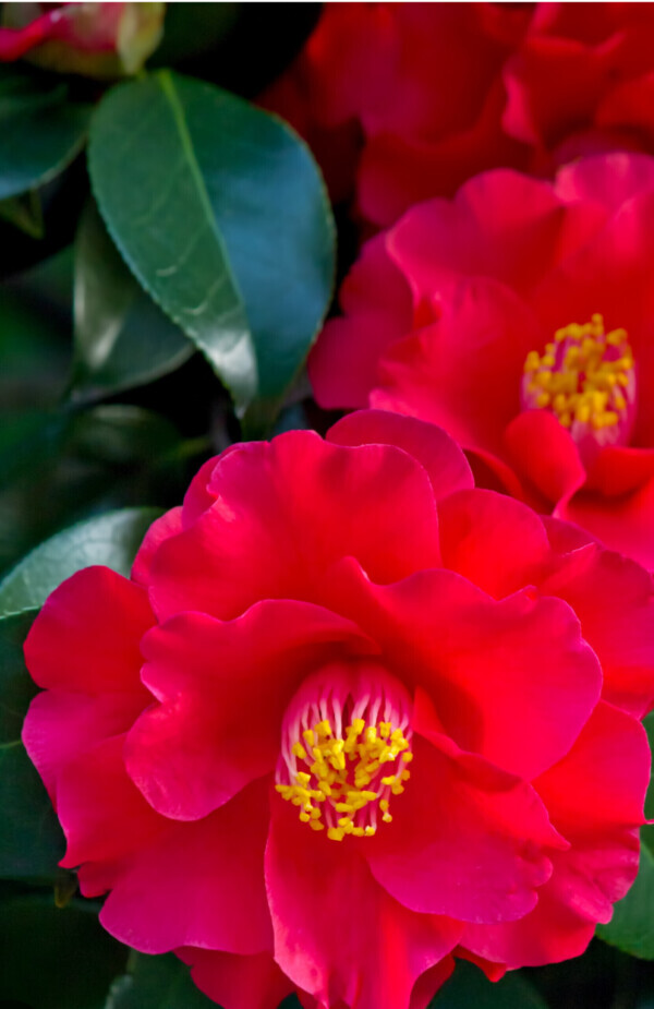 お礼♡写指 アノン S様♡