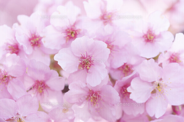 お礼♡本指 C-PLUS I様♡