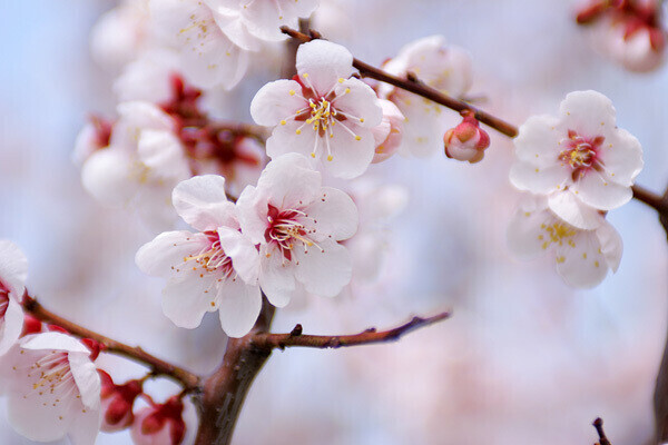 お礼♡写指 パピヨン S様♡