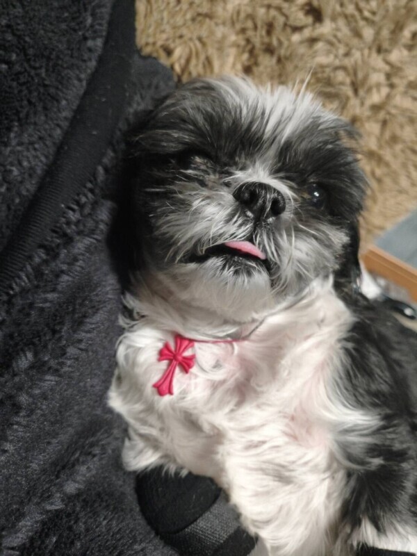 お兄様の晩御飯はなにーかな