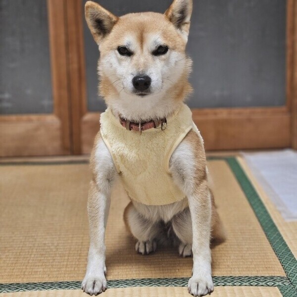 意義を申し立てる／／どすこい