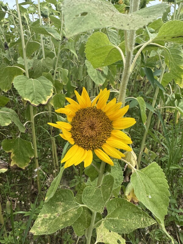夏のひまわりー