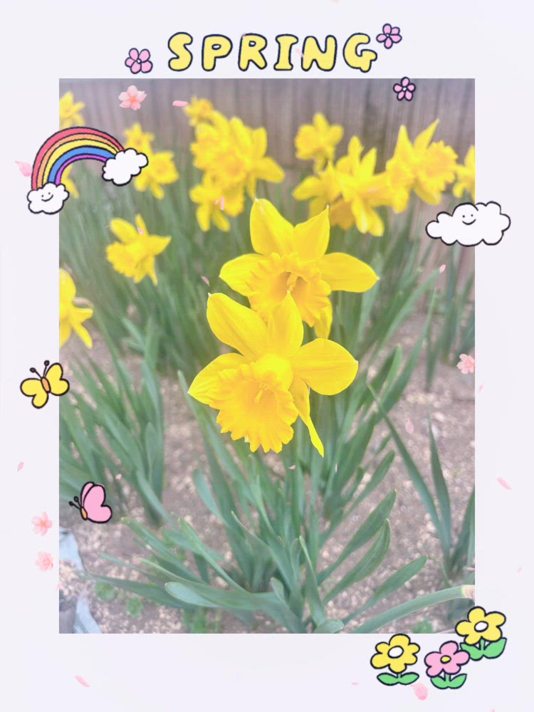 春だねぇ〜(  ¯꒳​¯ )ᐝ