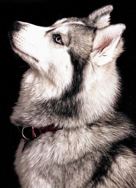 ハスキー！！！！