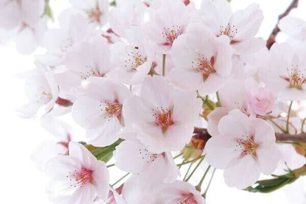 お礼♡本指 C-PLUS M様♡