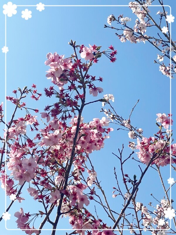 咲いていました