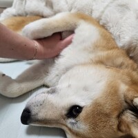 かおん