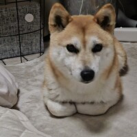 かおん