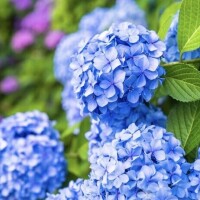 かえで