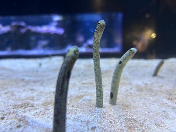 お願いしたいこと??