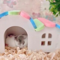 ねいろ