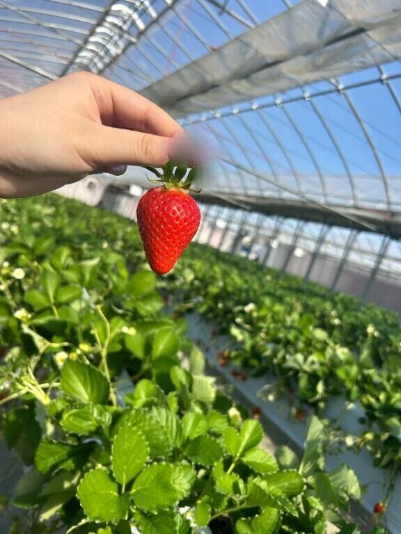 いまの時期🍓🍼