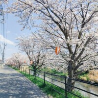 桜桜