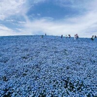 初めてのネモフィラ?