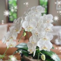 ミライ【マダムコース】