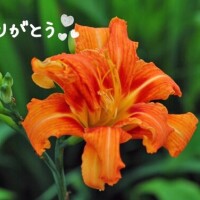 ミライ【マダムコース】