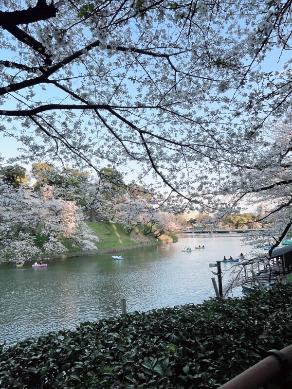 春ですね^. ̫.^