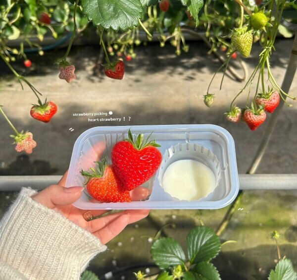 お知らせ?ᵔ꜆ ܸ•⩊•ᵔ ?꜆( ၴႅၴ