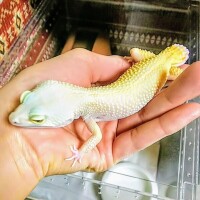 ソラ【マダムコース】
